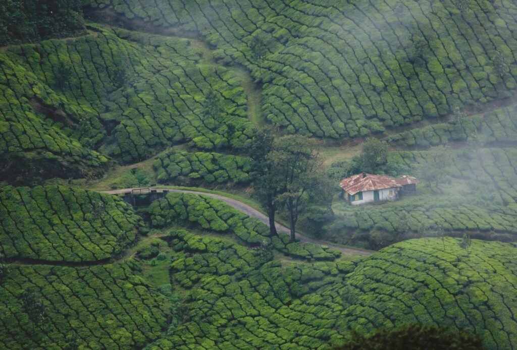 Lush green landscape in Kerala